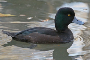 Нова зеландія черена Нова зеландія черена